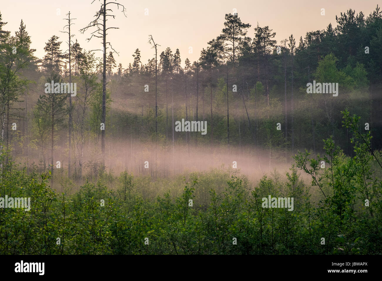 Paisaje con puesta de sol en el pantano y la noche de verano en Finlandia Foto de stock