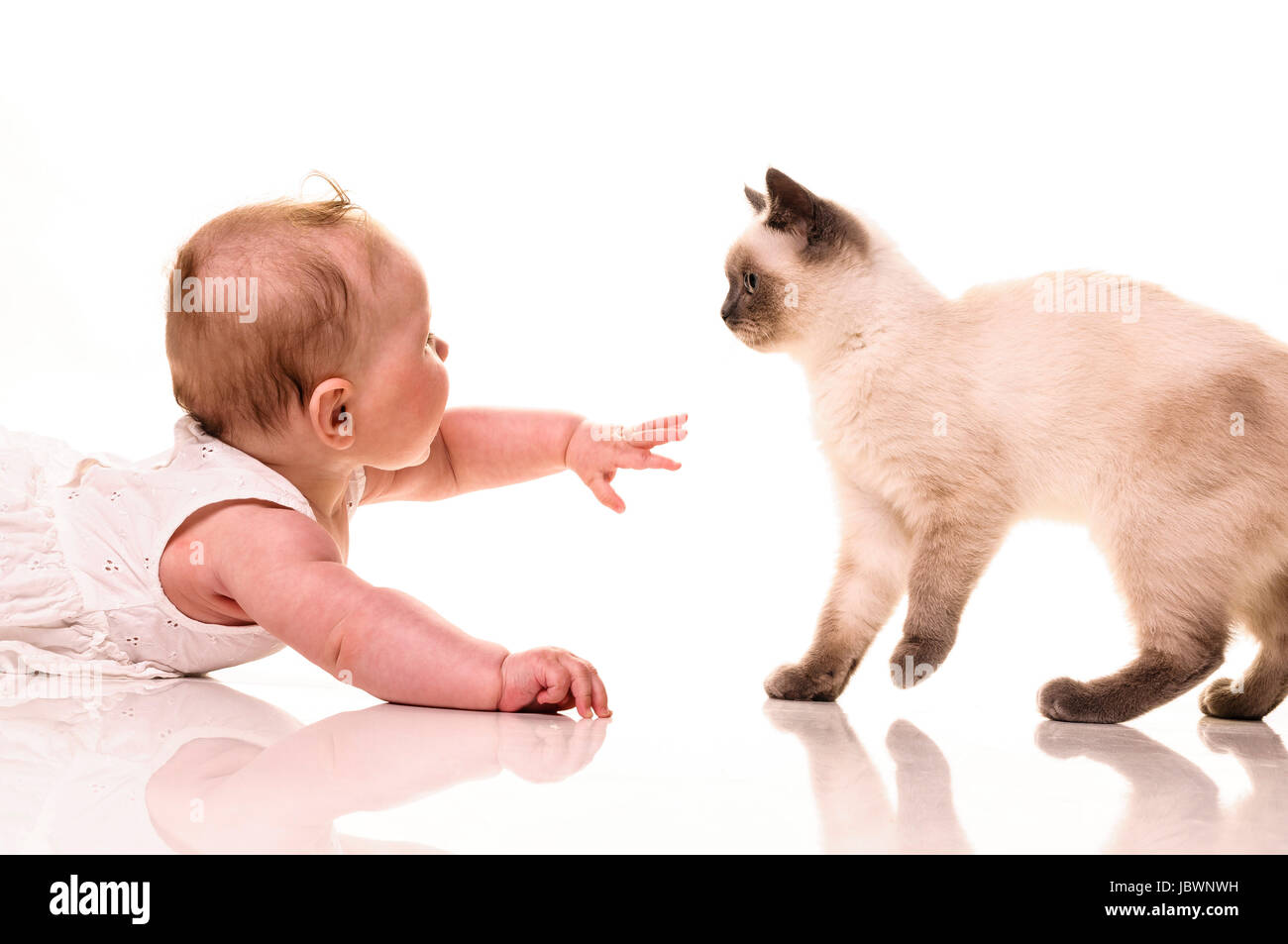 Bebé niña jugando con British Shorthair bluepoint gatito. Aislado sobre fondo blanco. Foto de stock