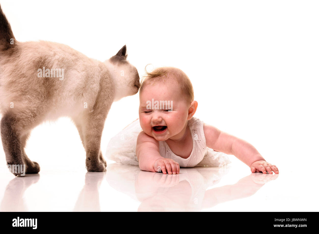 Bebé niña jugando con British Shorthair bluepoint gatito. Aislado sobre fondo blanco. Foto de stock