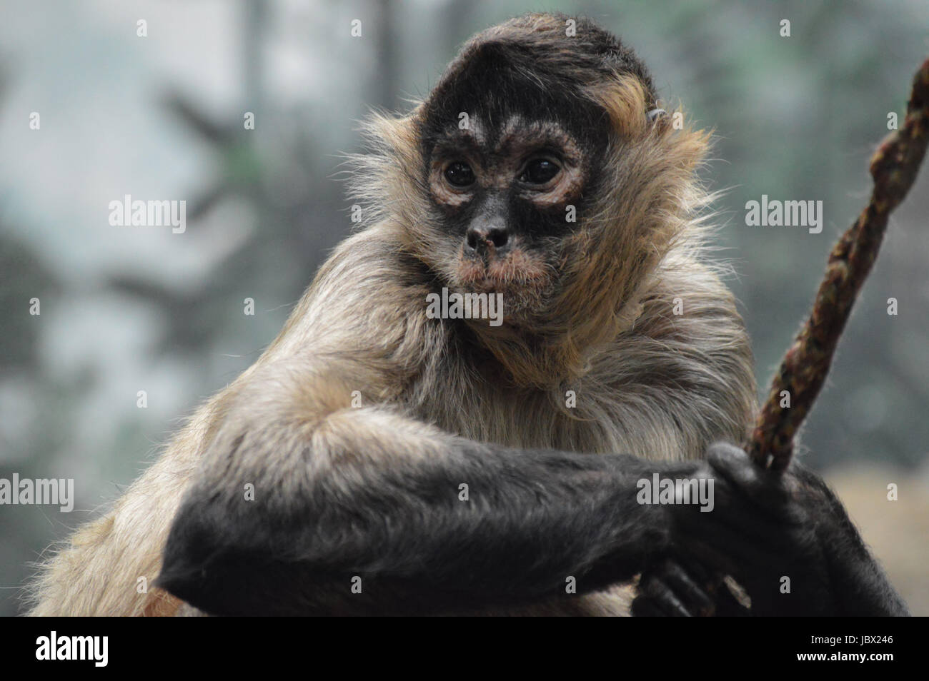 habilidad Hablar con Relajante Mono araña de mano negra fotografías e imágenes de alta resolución - Alamy