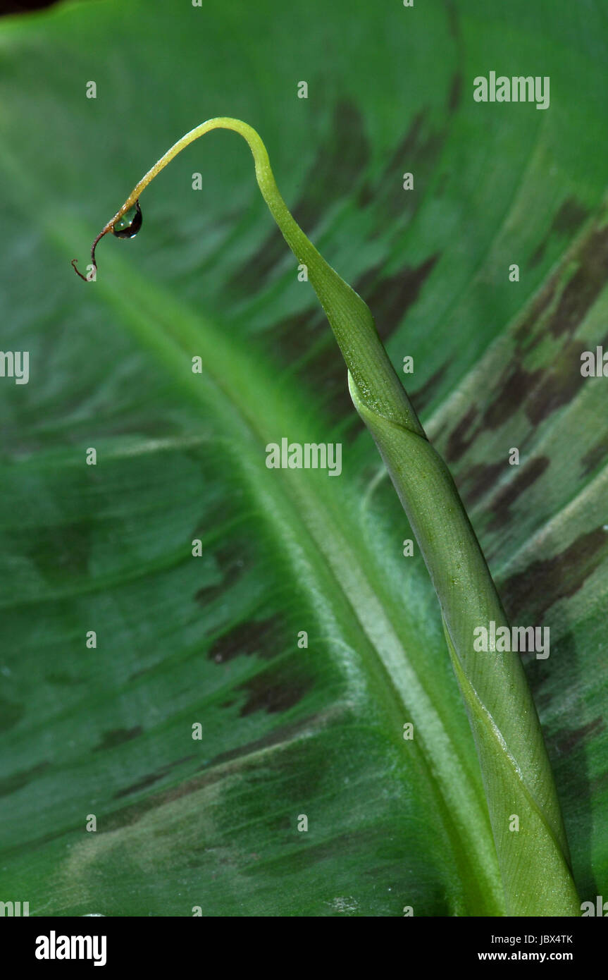 Estructura de la hoja Banana Leaf Fotografía de stock Alamy