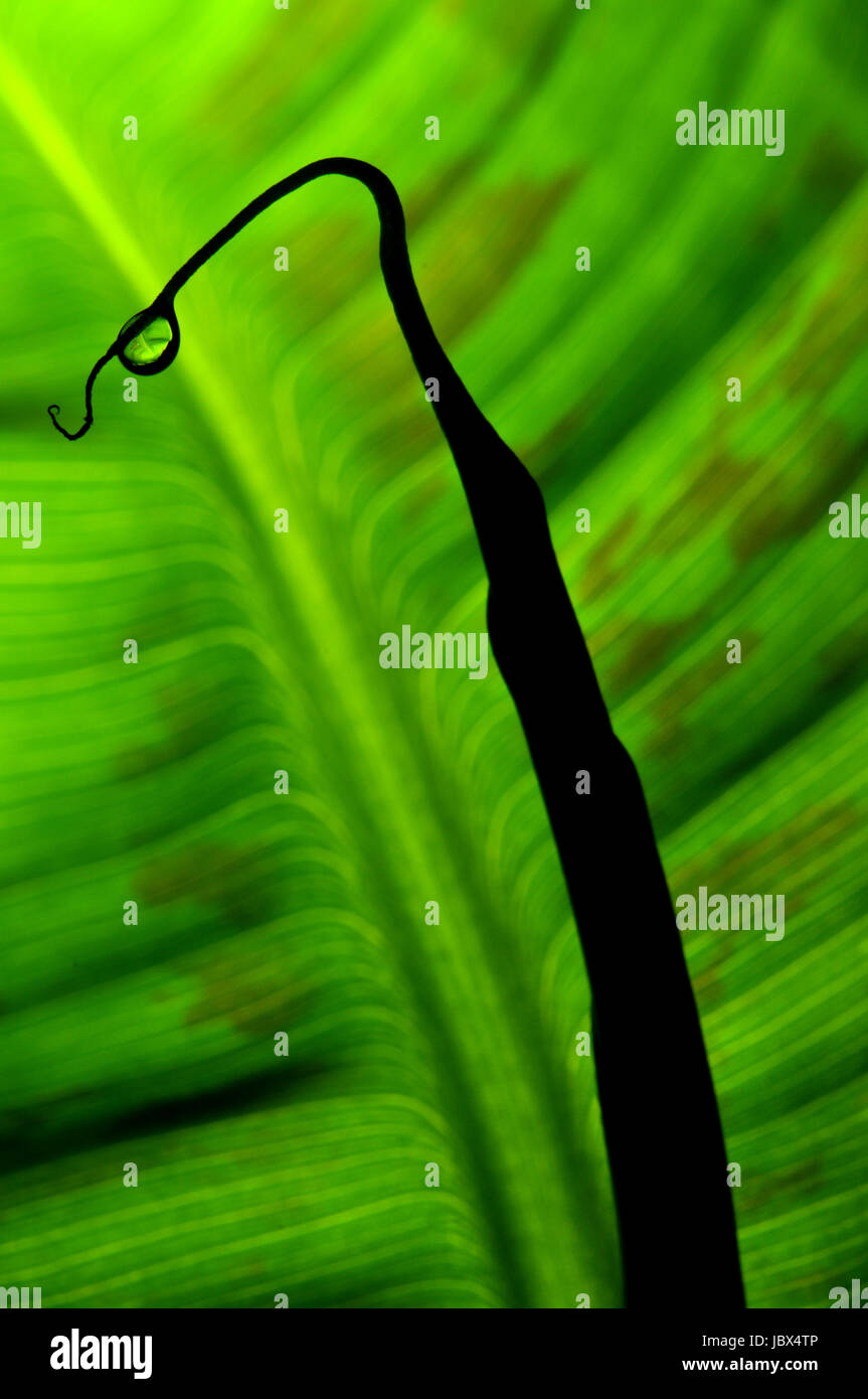 Estructura de la hoja Banana Leaf Fotografía de stock Alamy