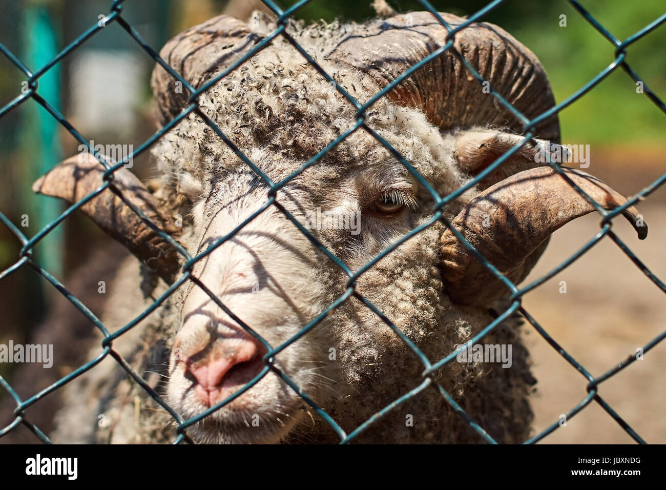 Acercamiento de una ram a través de un cerco de malla Foto de stock