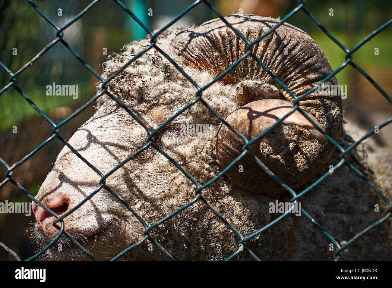 Acercamiento de una ram a través de un cerco de malla Foto de stock