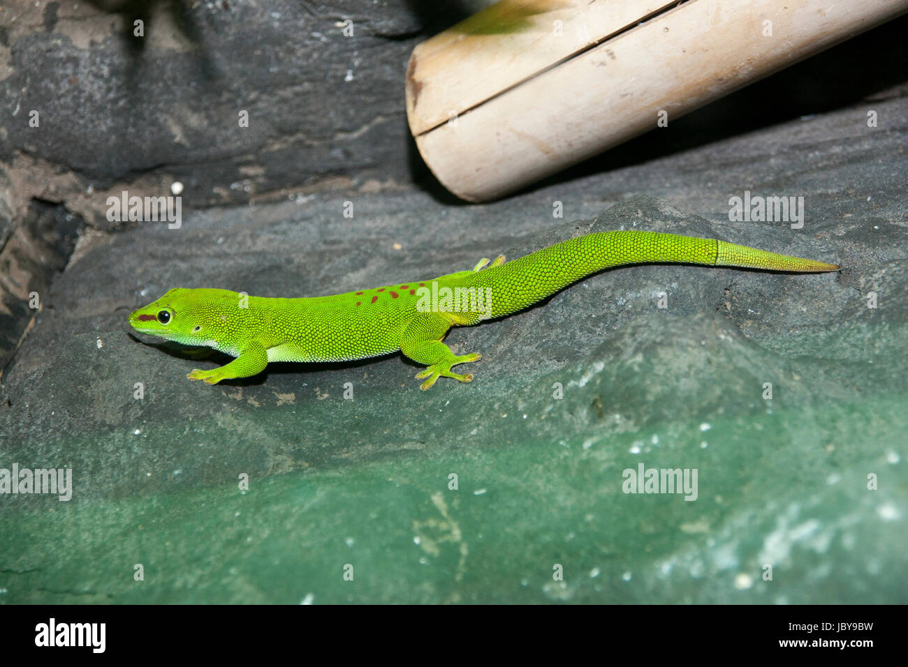 Verde limón brillante Madagascar day gecko con banda marrón en la cabeza y manchas en el cuerpo y el nuevo crecimiento de la parte trasera. Foto de stock