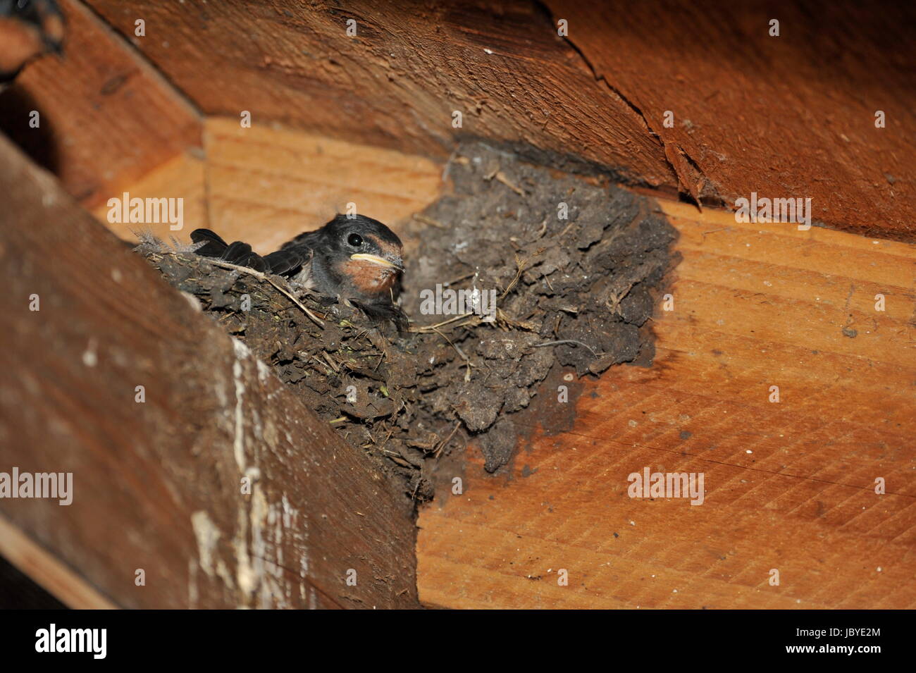 Golondrina nido con polluelos en Steinhuder Meer, Alemania. Foto de stock