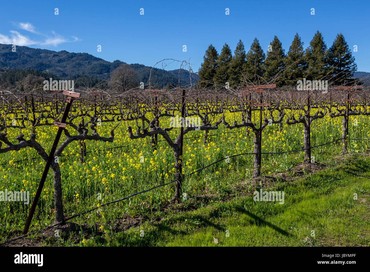 Viñedos de uva, viñedos, Viñedos, vista desde el salón, bodega, Santa Elena, Napa Valley, el condado de Napa, California, Estados Unidos, América del Norte Foto de stock