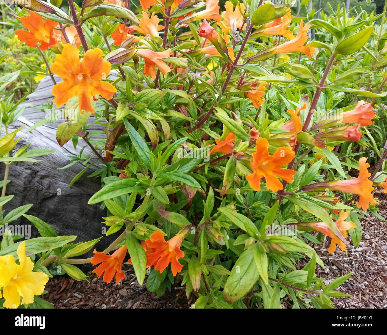 Jelly Bean Monkeyflower naranja Foto de stock