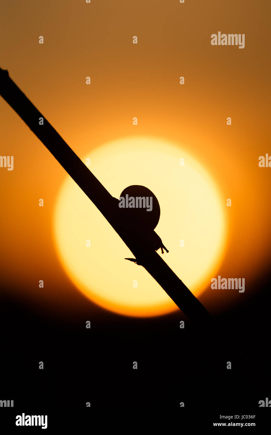 Un caracol se mueve lentamente a lo largo de un tallo, siluetas contra el sol al amanecer. Foto de stock