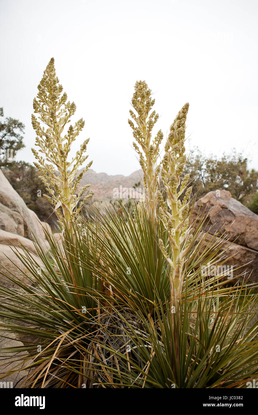 Las plantas de yuca de Mojave (Yucca schidigera, aka daga Española), florece en primavera - El desierto de Mojave, California, EE.UU. Foto de stock