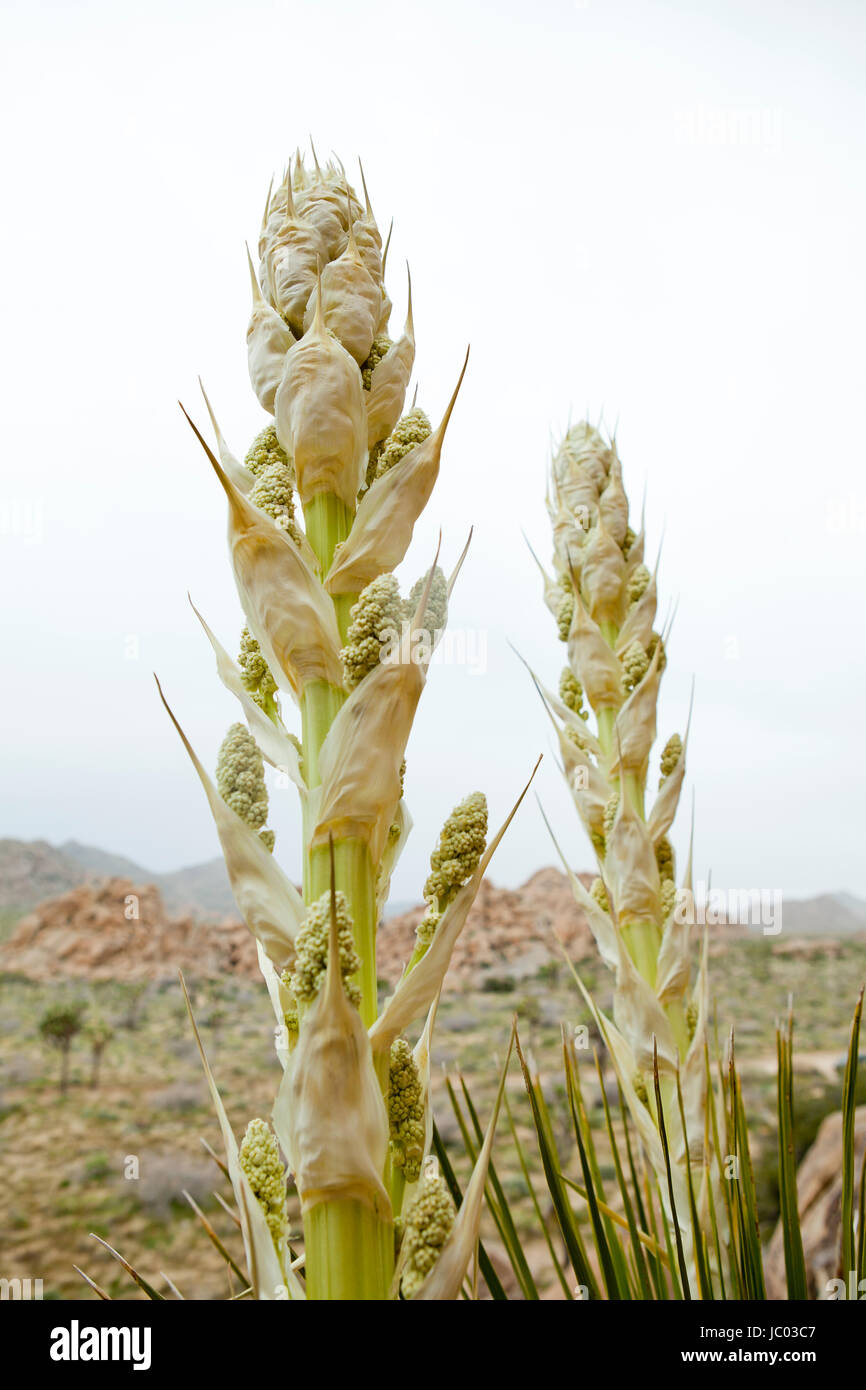 Las plantas de yuca de Mojave (Yucca schidigera, aka daga Española), florece en primavera - El desierto de Mojave, California, EE.UU. Foto de stock