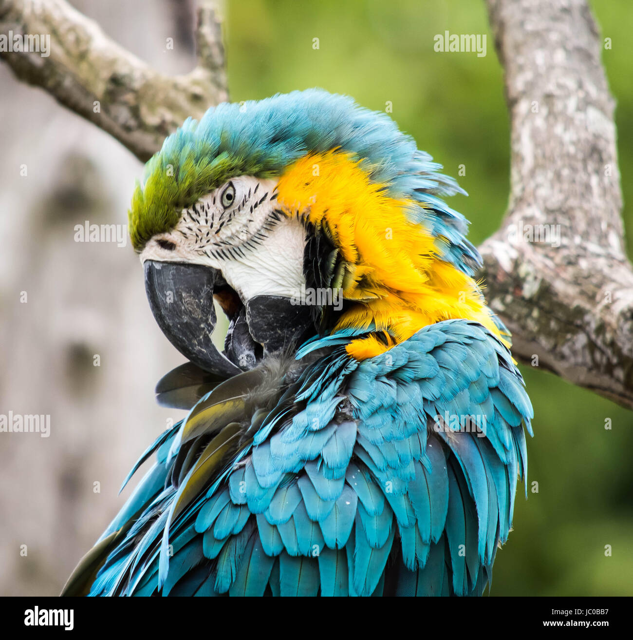Guacamayo azul y amarillo en el Cotswold Wildlife Park en Burford, Oxfordshire, REINO UNIDO Foto de stock