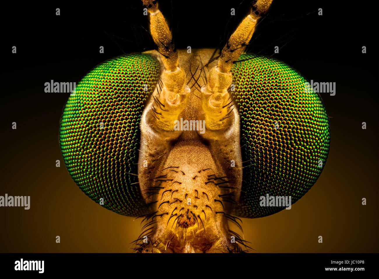 Macro extremo frontal completa - retrato de una grúa de ojos verdes volar, amplificado a través de un microscopio objetivo (anchura del bastidor es de 2,2mm) Foto de stock