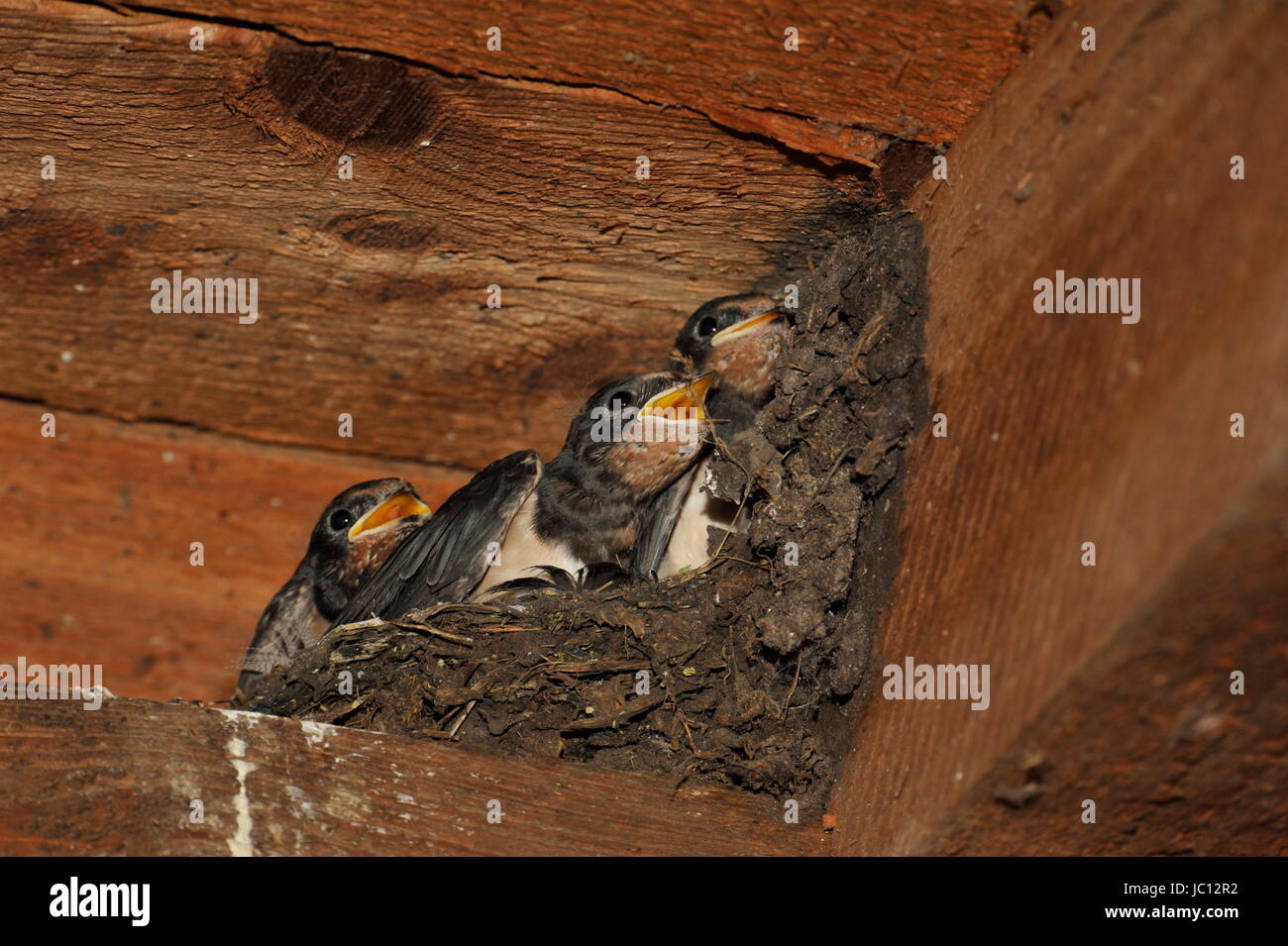 Golondrina nido con polluelos en Steinhuder Meer, Alemania. Foto de stock