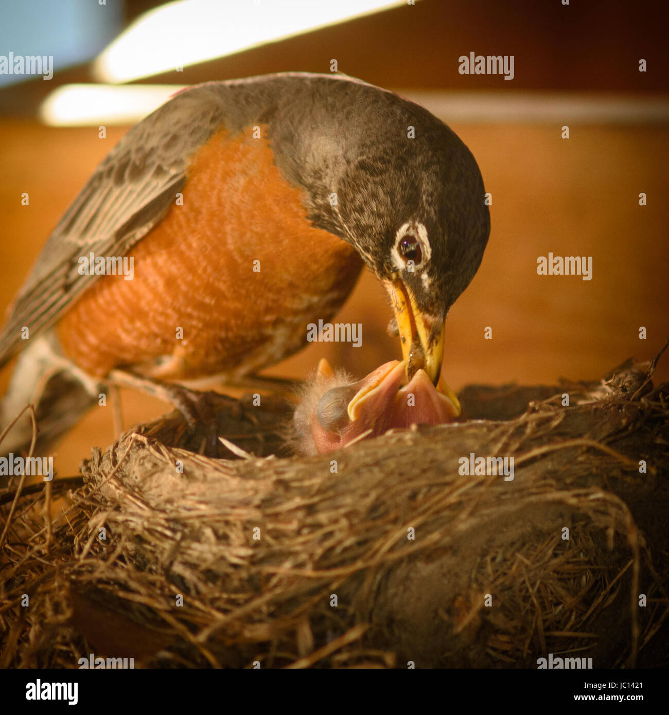 Rojo-breasted Robin ave madre y bebés. Padre come alimentos parcialmente, regurgita para alimentar a los bebés. El nido se compone de larga hierba gruesa, ramitas y otros desperdicios Foto de stock