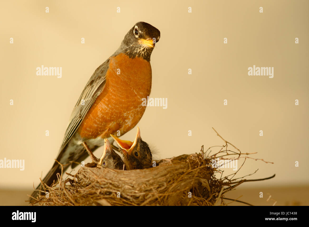 Rojo-breasted Robin ave madre y bebés. Padre come alimentos parcialmente, regurgita para alimentar a los bebés. El nido se compone de larga hierba gruesa, ramitas y otros desperdicios Foto de stock
