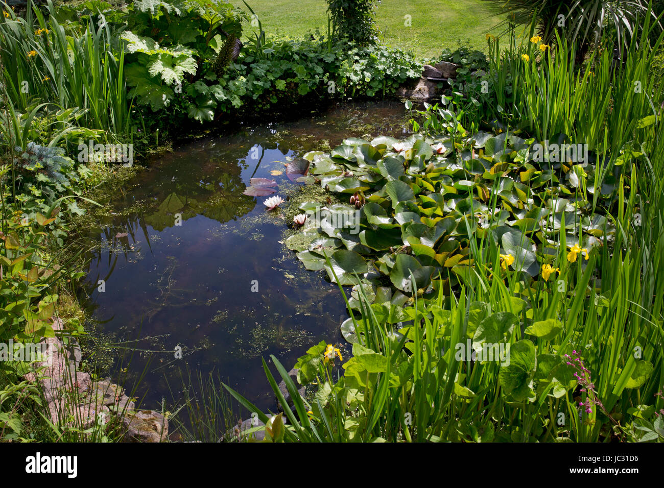 Estanque de jardín en jardín inglés Foto de stock