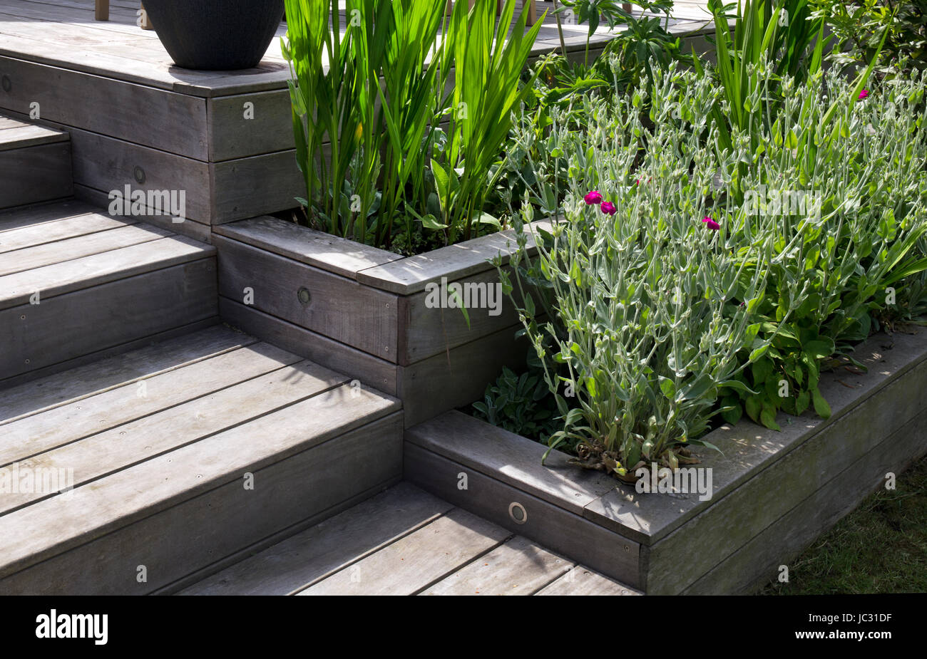 Pasos de madera pintado y bordes escalonados en jardín inglés Foto de stock