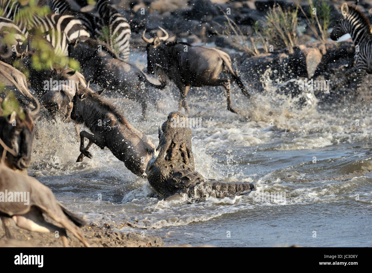 Los ñus (Connochaetes taurinus) atacado por (Crocodylus niloticus) en el río Grumeti, Parque Nacional del Serengeti, Tanzania Foto de stock