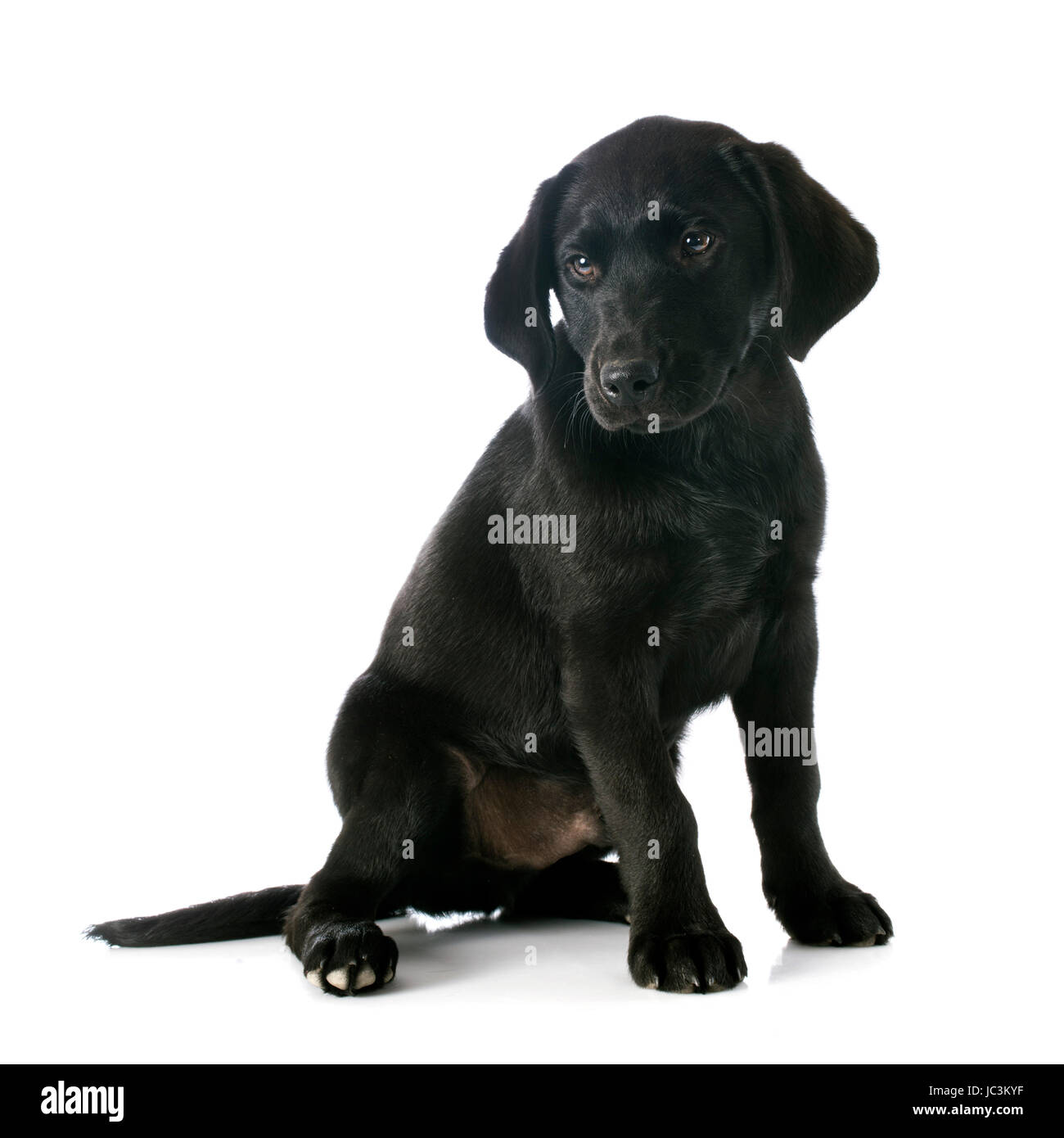 Perro perdiguero de labrador negro de raza pura Imágenes recortadas de  stock - Alamy