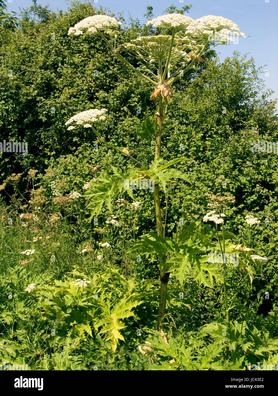 Hogweed gigante Foto de stock