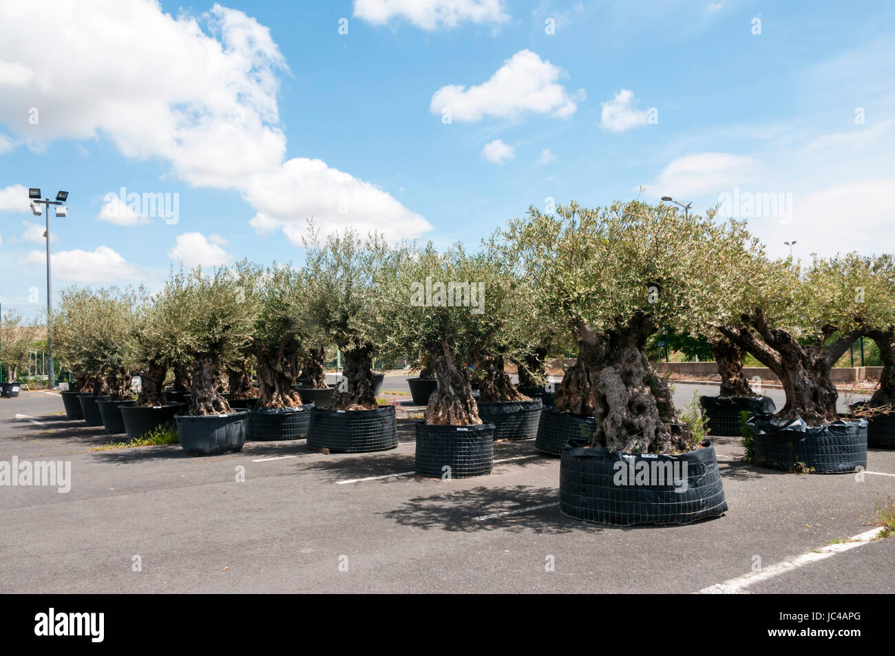Grandes y viejos olivos en potes para la venta en el centro de un jardín francés. Foto de stock