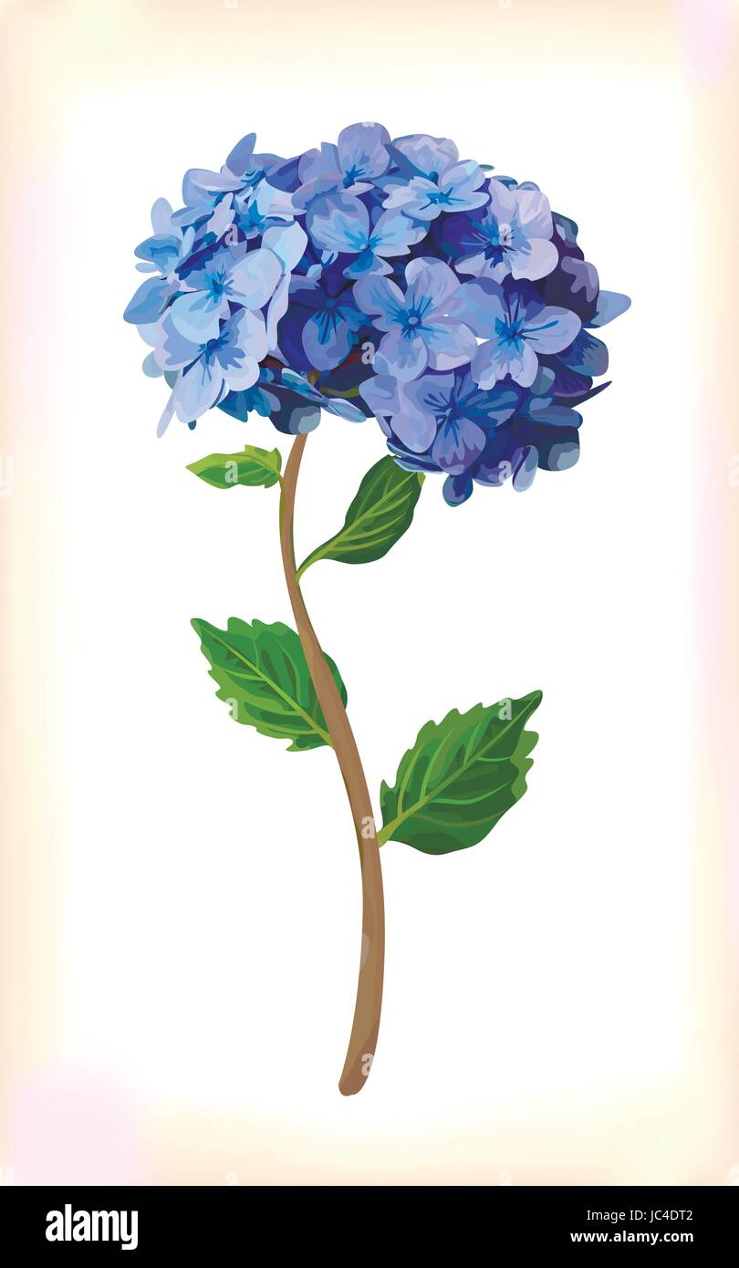 Hydrangea Hortensia flor ilustración estilo de acuarela. Vector de color  azul violeta Ilustración Vintage verano otoño Floral para cumpleaños, bodas  mot Imagen Vector de stock - Alamy