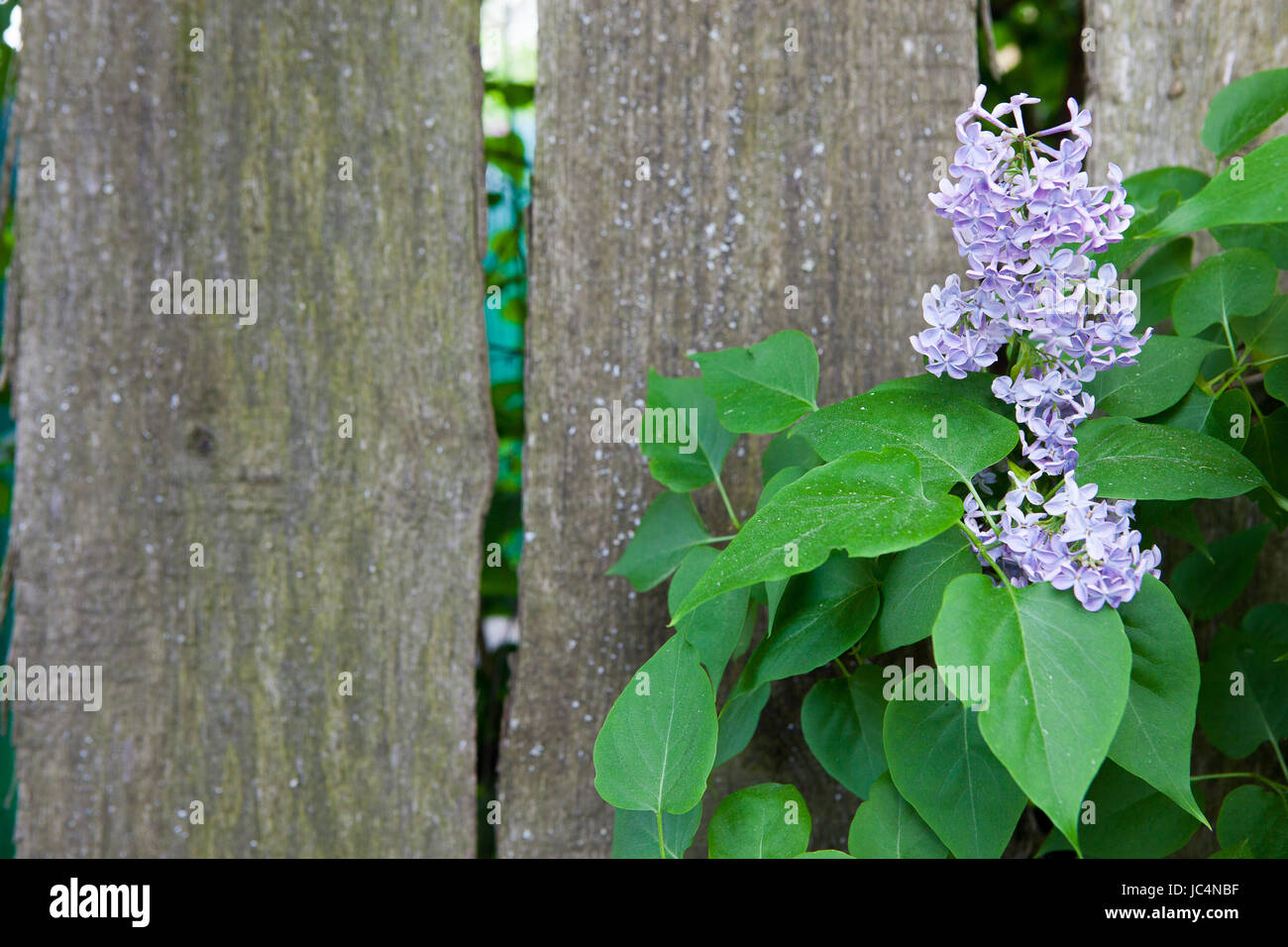 Lila crece a través de una valla de madera Foto de stock