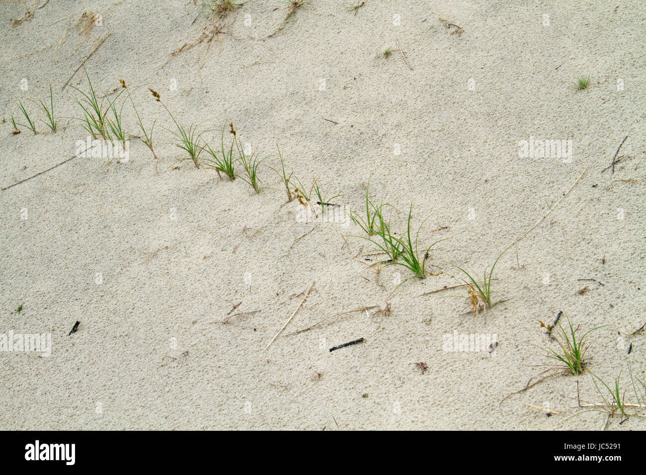 Hierba Marram estabilización de dunas móviles; las plantas jóvenes crecen en el extremo del rizoma rastrero Foto de stock