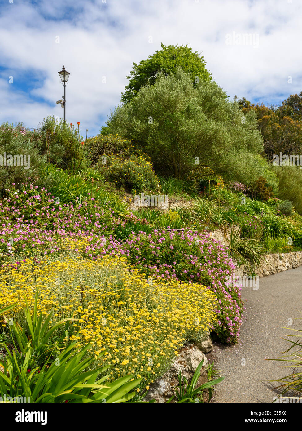 Terrazas de Sudáfrica, Ventnor Botanic Gardens, en la Isla de Wight, REINO UNIDO Foto de stock