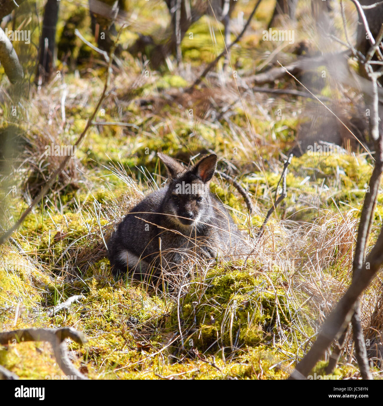 Wallaby de cuello rojo salvaje en Curraghs Foto de stock