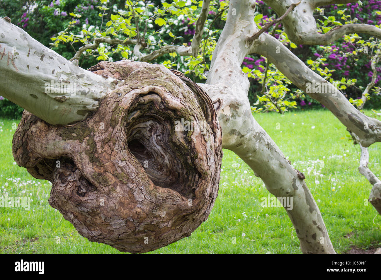 Burl en un árbol,monstruo de la naturaleza Fotografía de stock - Alamy