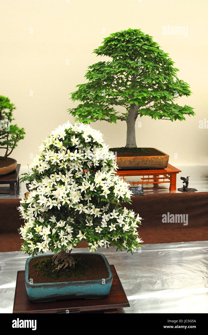 Bonsai trees on display fotografías e imágenes de alta resolución - Alamy