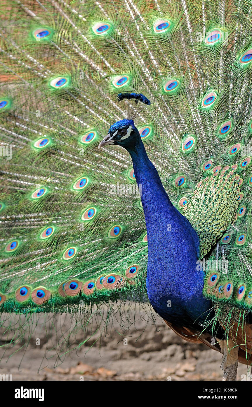 Peacock, azul Pavo cristatus, Blauer Pfau Foto de stock