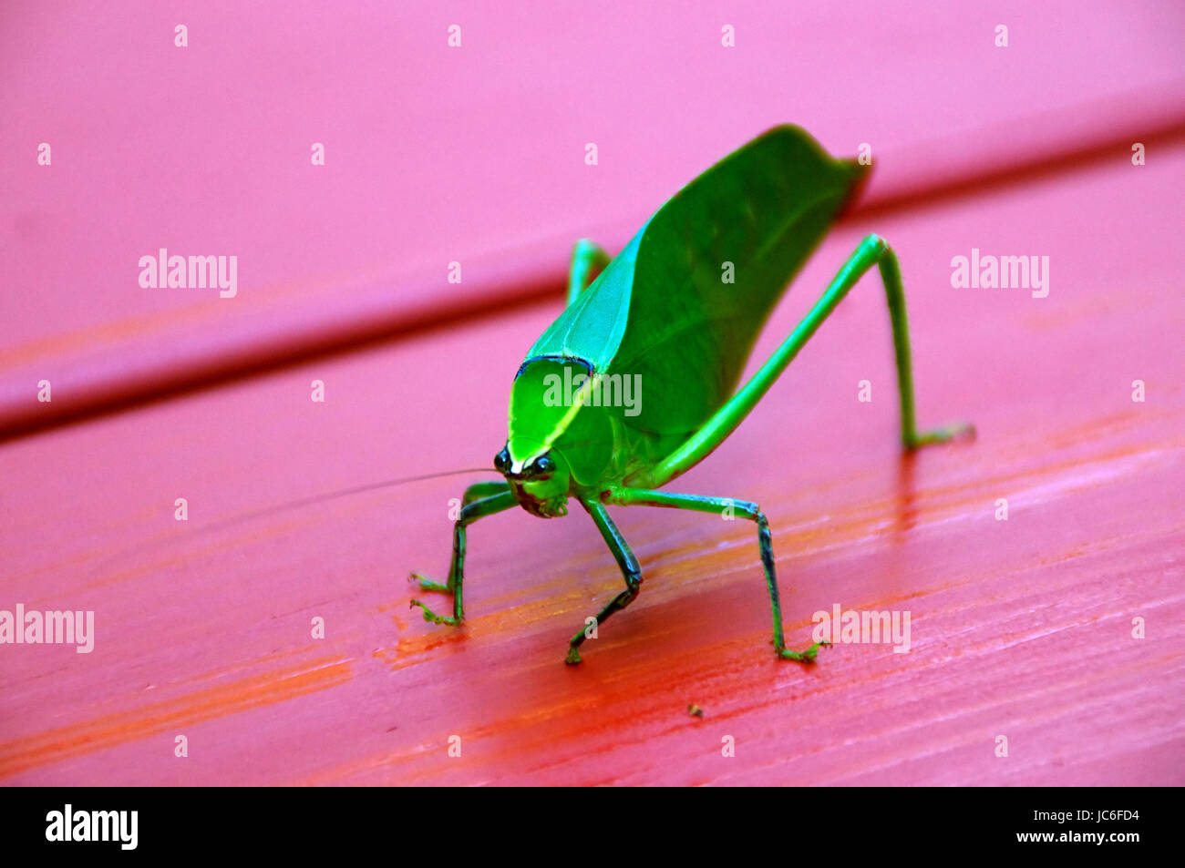 Un saltamontes saltamontes americanos verde grande en el cuadro rojo  mirando el visor Fotografía de stock - Alamy