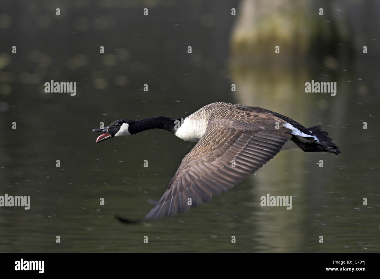 Canada goose donostia festibala Clearance