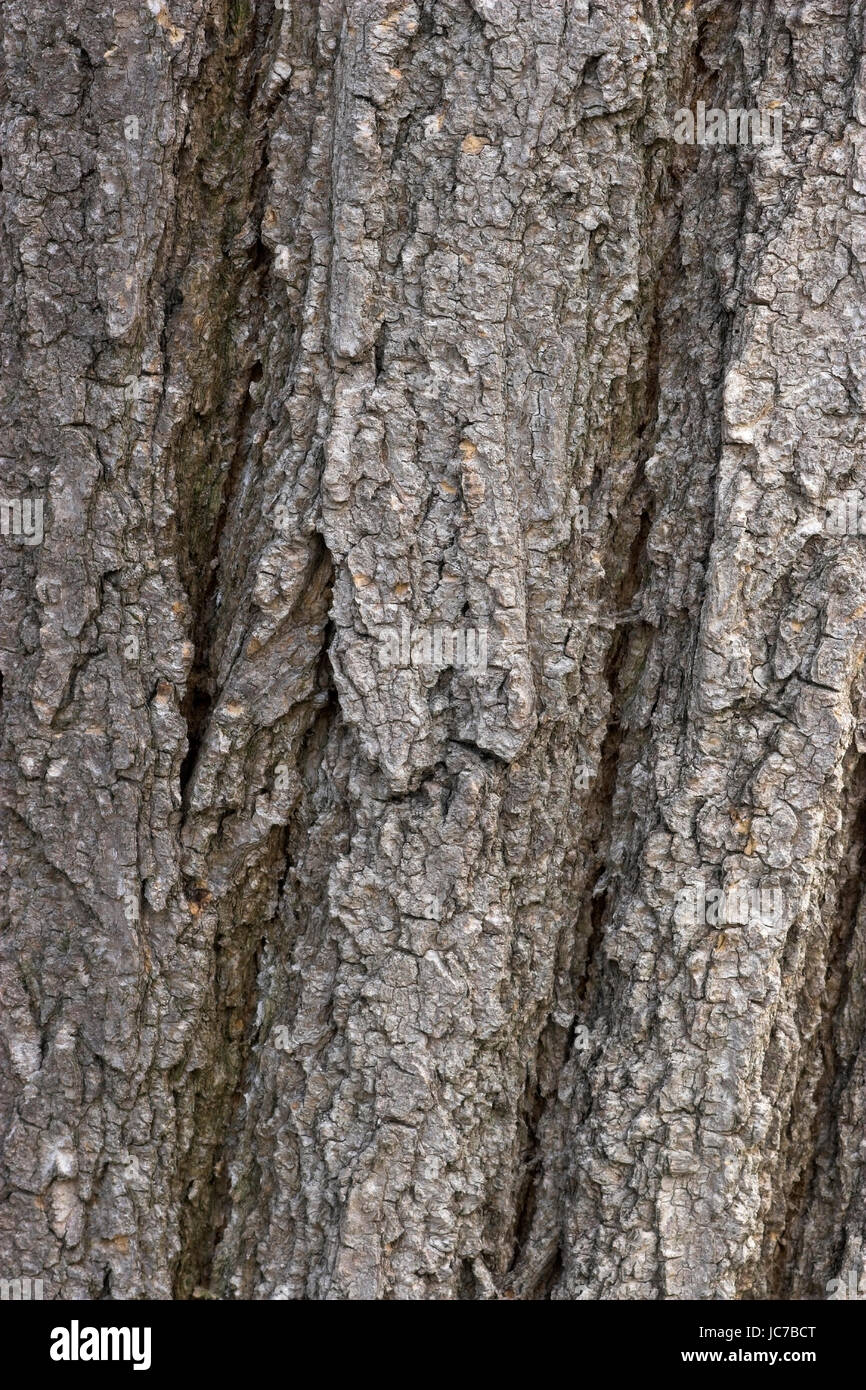 Árbol de cadena, Sophora japonica, Schnurbaum / Sophora japonica Foto de stock