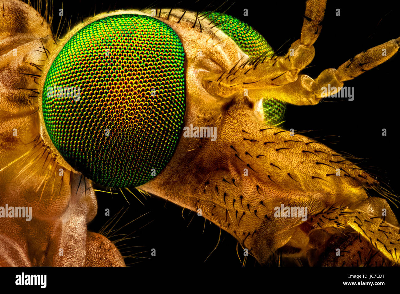 Macro extrema - retrato de un verde eyed fly crane, amplificado a través de un microscopio objetivo (anchura del bastidor es de 2,2mm) Foto de stock