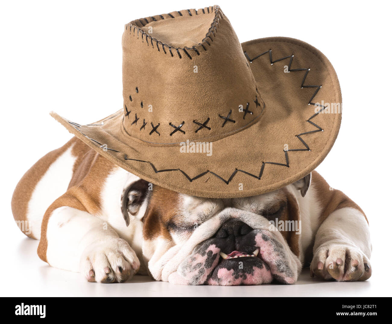Perro llevar sombrero de cowboy sobre fondo blanco - BULLDOG INGLÉS  Fotografía de stock - Alamy