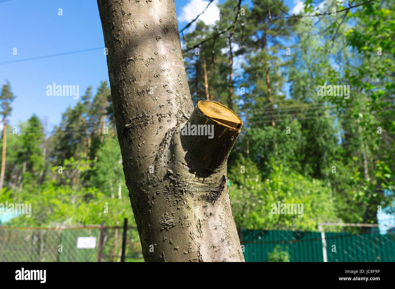 Cortar la rama del árbol enfermo, acercamiento de cortar la rama de un  árbol Fotografía de stock - Alamy