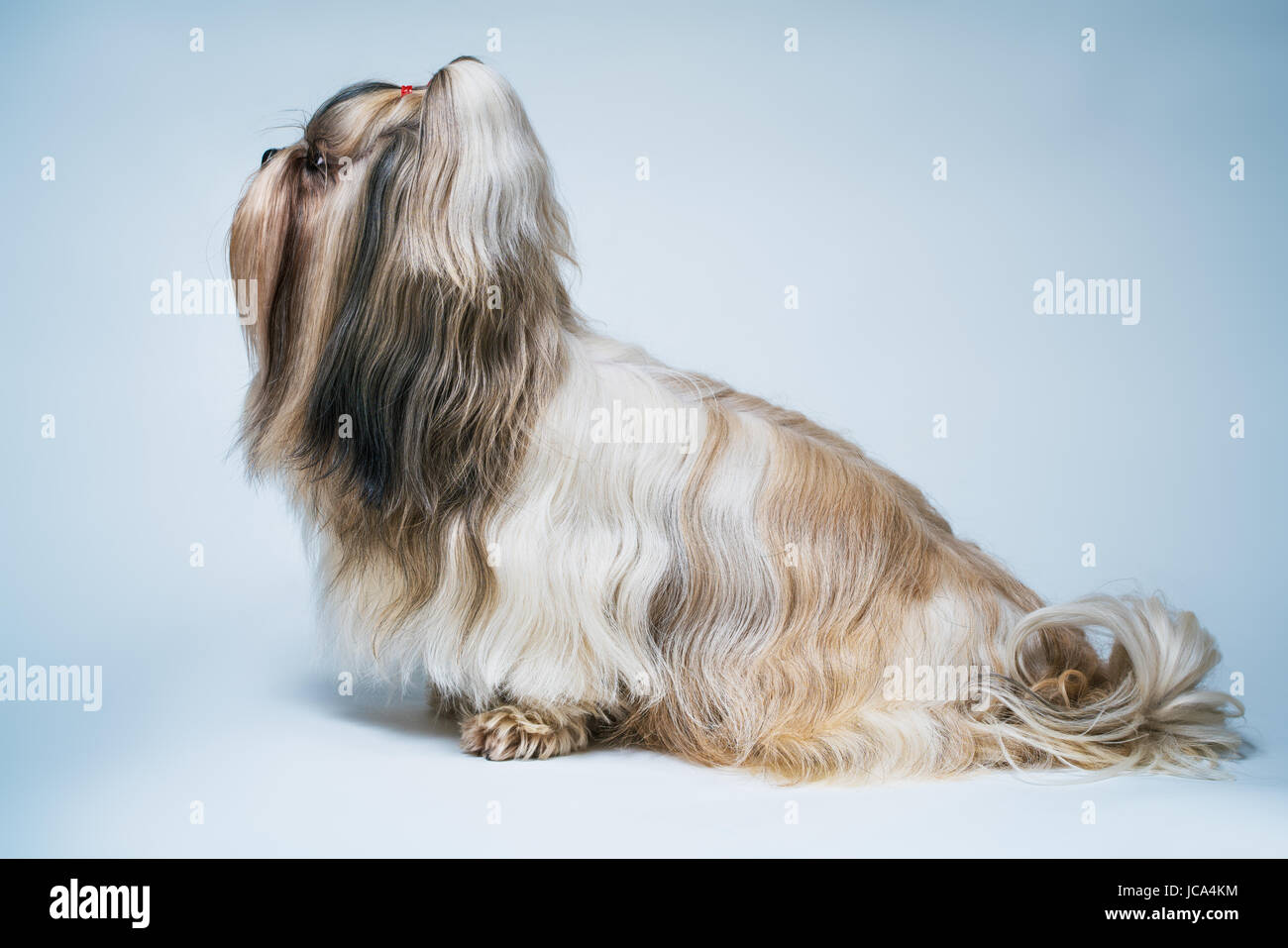 Shih Tzu perro con pelo largo vista de perfil. Sobre fondo azul y blanco brillante. Foto de stock