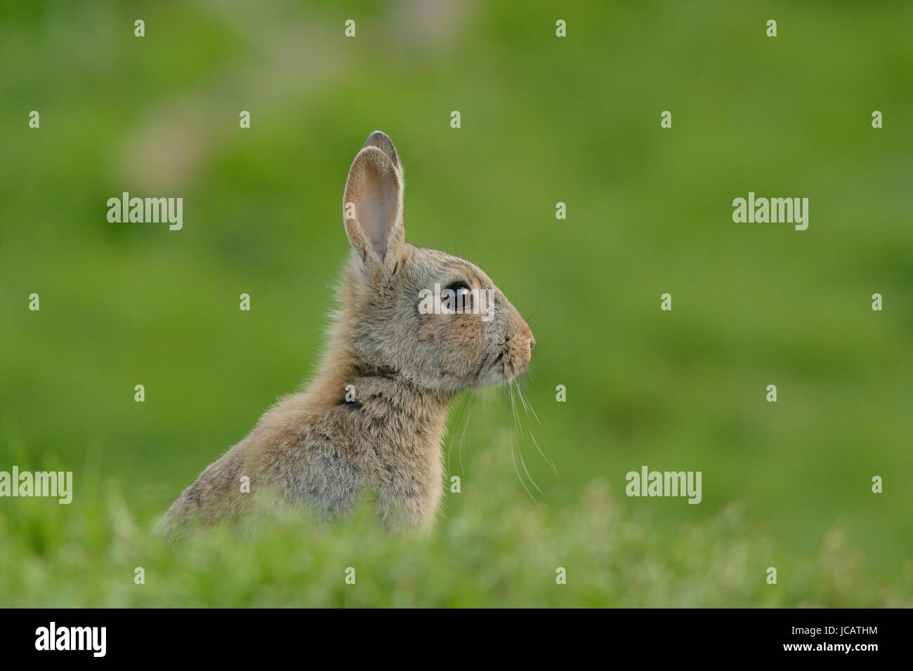 Nivel bajo la vista de un conejo en los prados Foto de stock