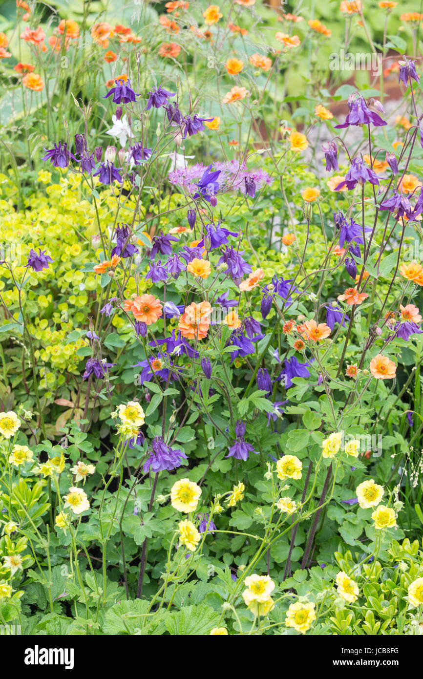 Y Aquilegias Geums en un jardín, Inglaterra, Reino Unido. Foto de stock