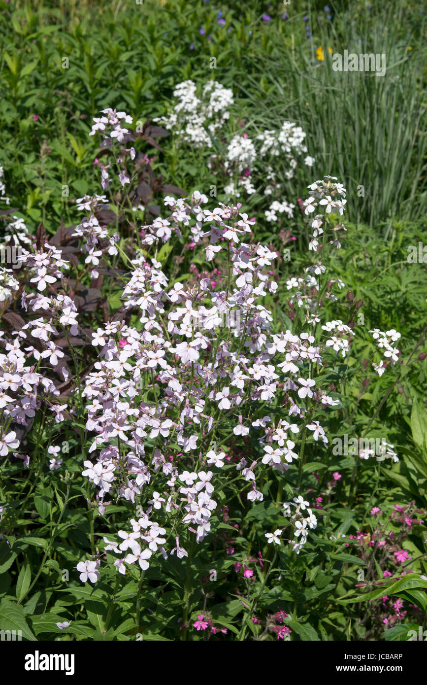 Hesperis matronalis (Dames, Dulce violeta del cohete) floración en un jardín de la campiña inglesa. Foto de stock