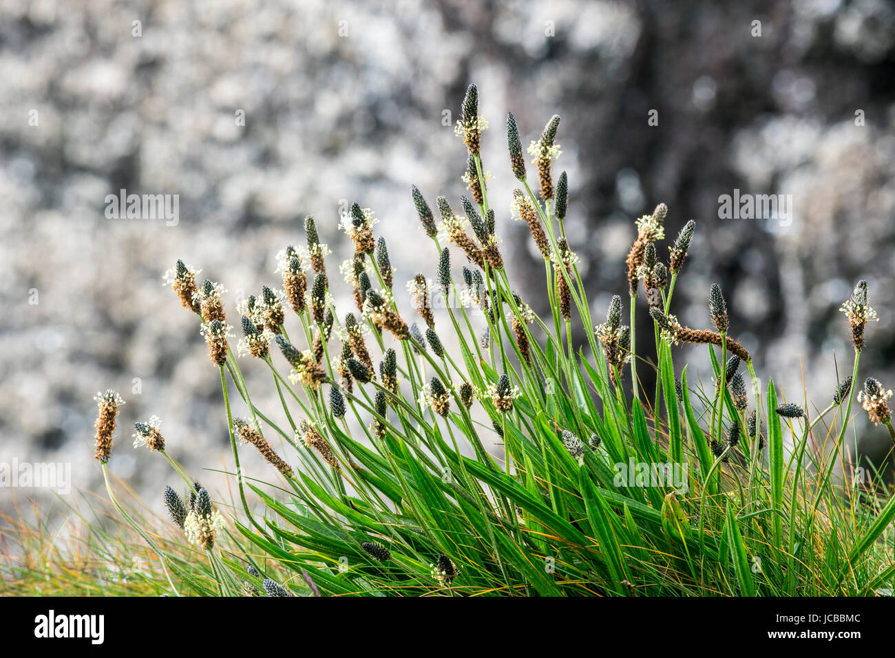 Inglés / Plátano plátano narrowleaf / llantén menor (Plantago lanceolata) en flor en primavera Foto de stock