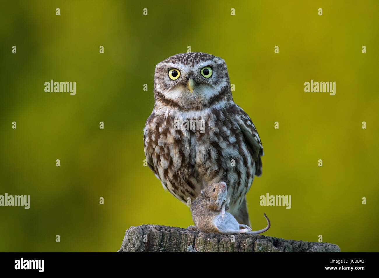 Pequeño búho (Athene noctua) posado sobre la valla de madera curtida post con capturado presa de ratón Foto de stock