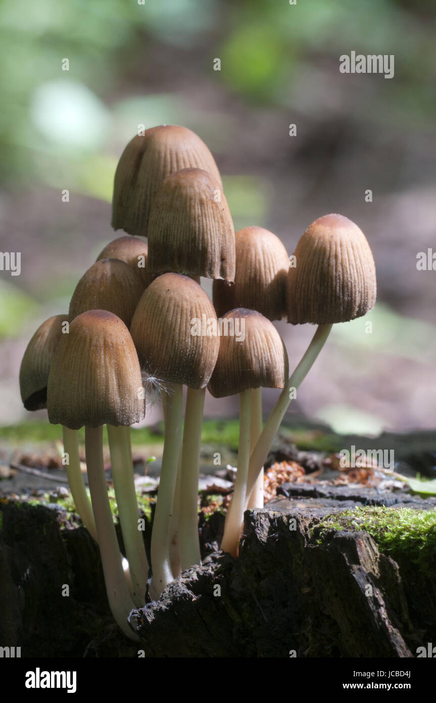 Coprinus micaceus mushroom en el viejo tocón, cerrar Foto de stock