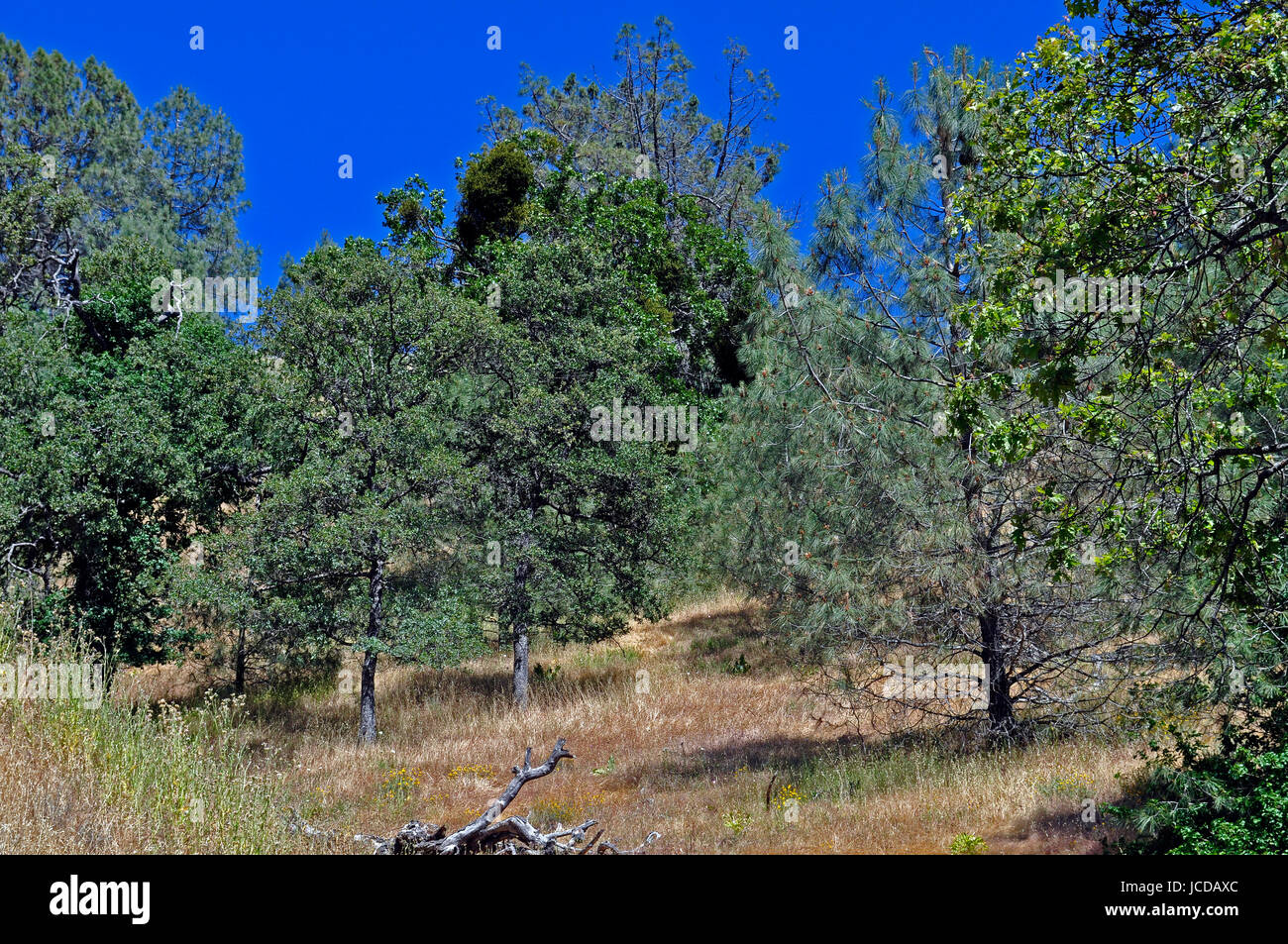 Los árboles a lo largo de Monte Hamilton Road, Santa Clara; County, California; EE.UU. Foto de stock