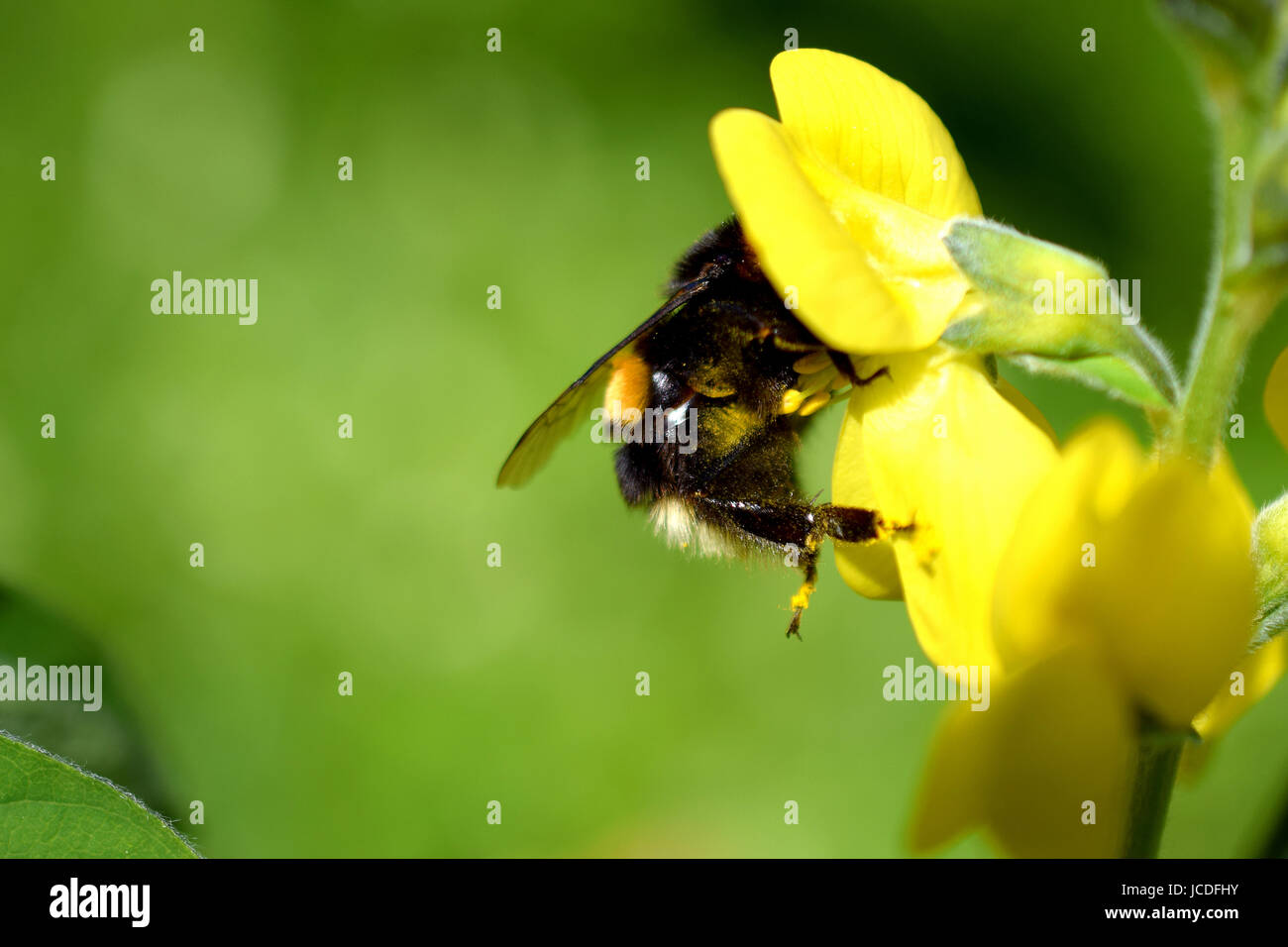 De abejorros (Bombus lucorum) en flor amarilla (Lathyrus davidii). Fondo verde con espacio para el texto. Foto de stock
