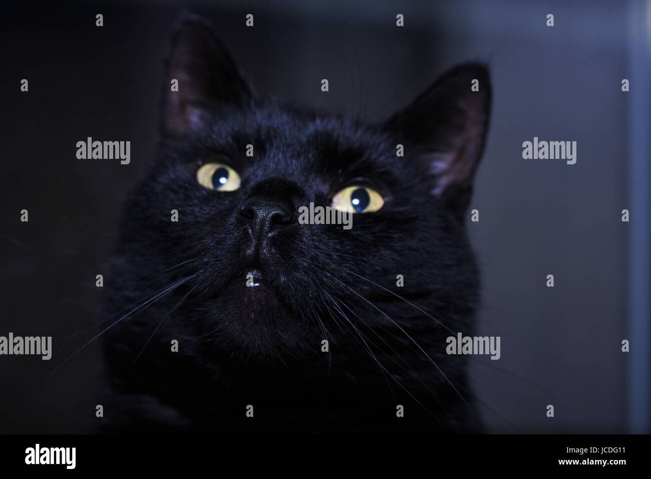 Close-up de gato negro con ojos verdes Foto de stock